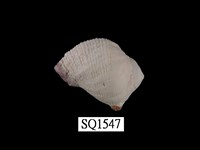 藏品(紫口珊瑚螺)的圖片